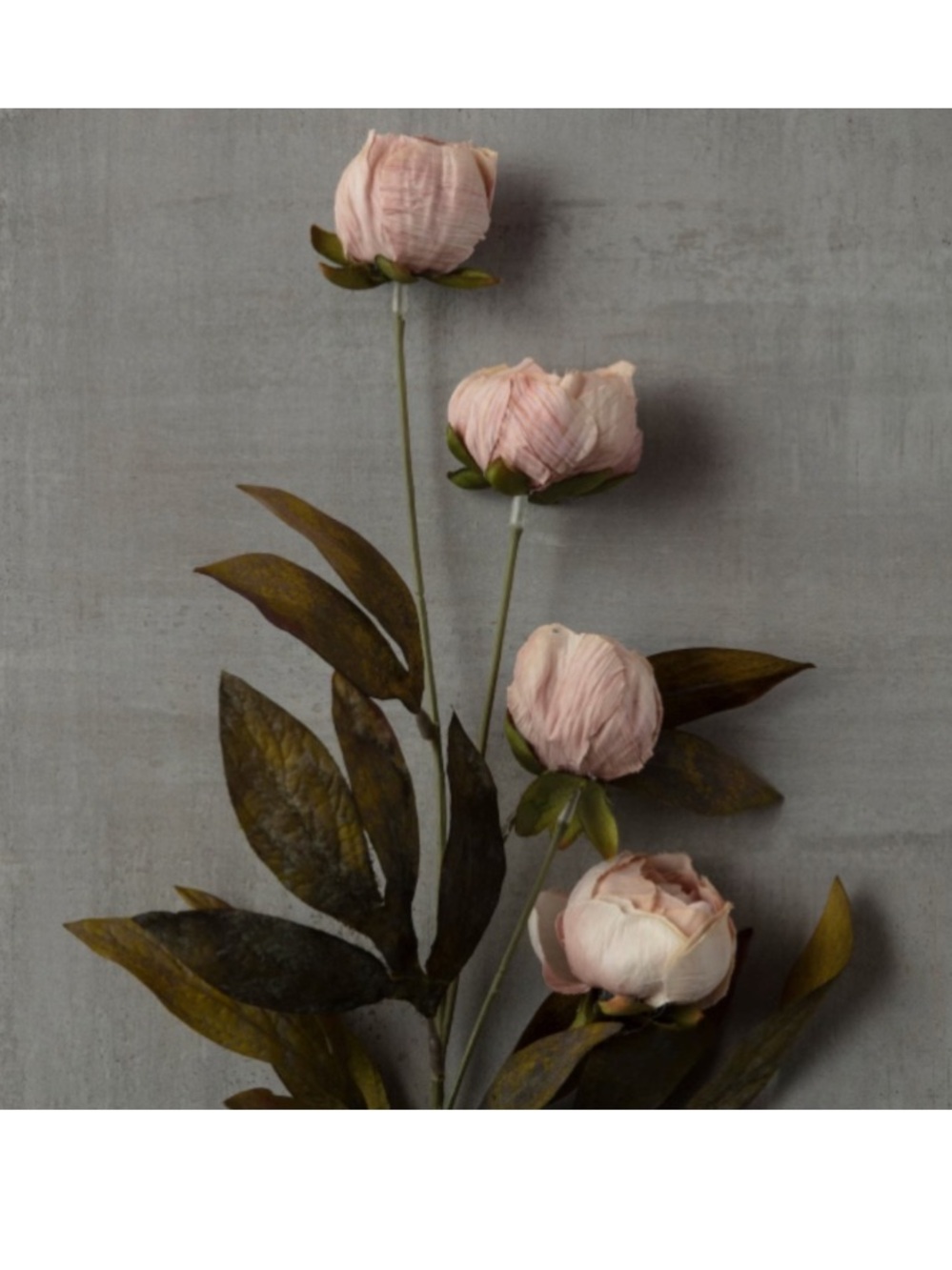 Ashland tan peony stems